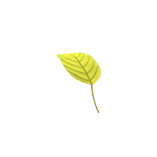Hosta 3 Leaf